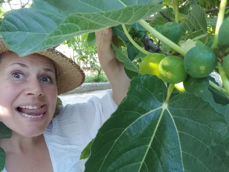 Yummy Figs from the Garden