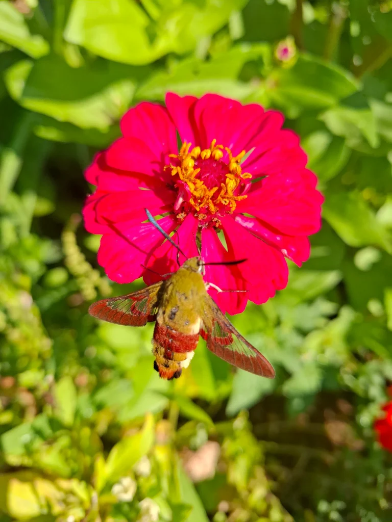 Planted Zinia's and a Hummingbirdmoth Came